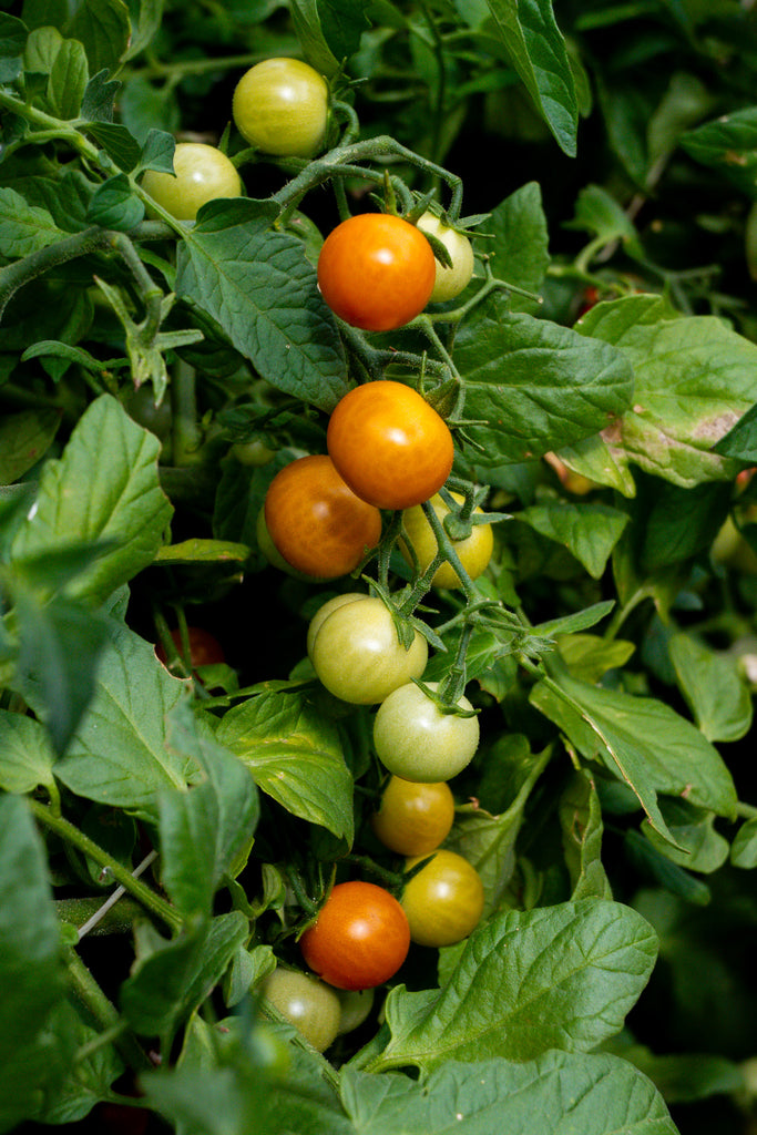 Sparkling Cherry Lime Deliciousness : Cheeseboard Size