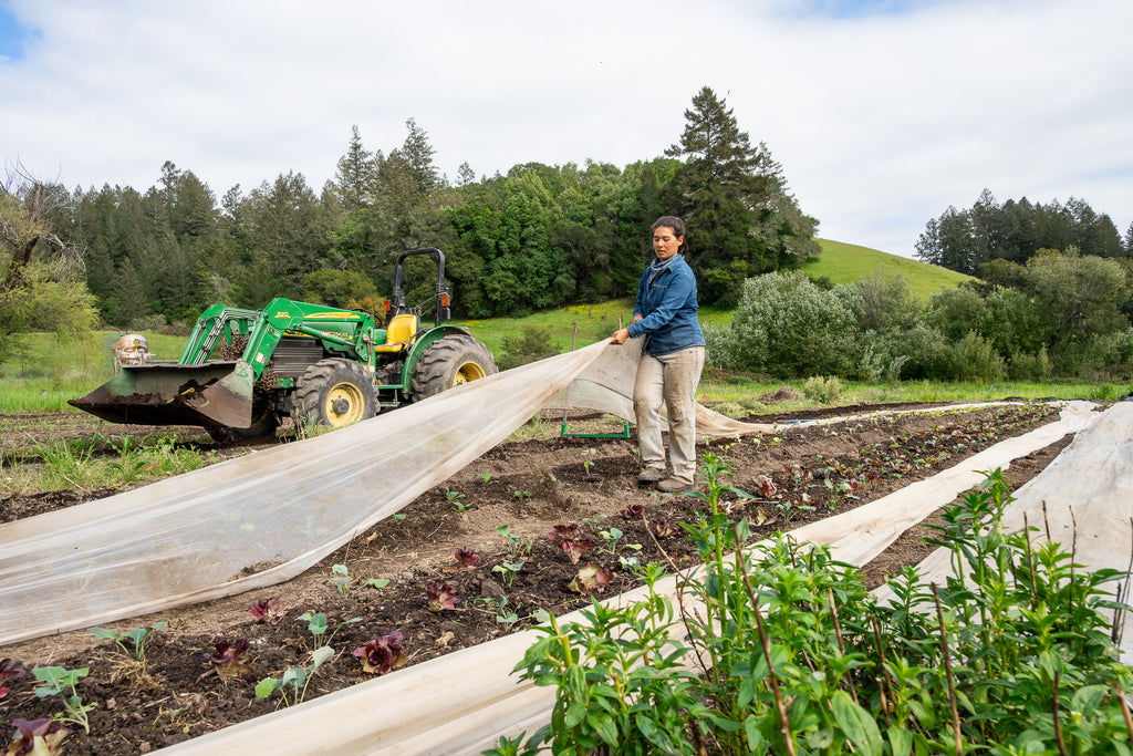 Sparkling Cherry Lime Deliciousness : Cheeseboard Size