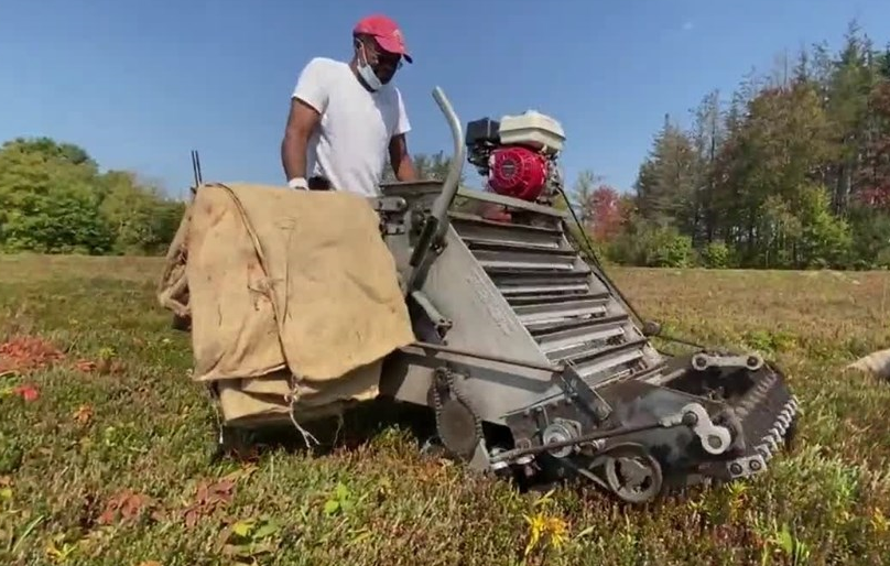 Farmer Harvesting a field of Cranberries at Fresh Meadows Farm in Carver, Massachusetts